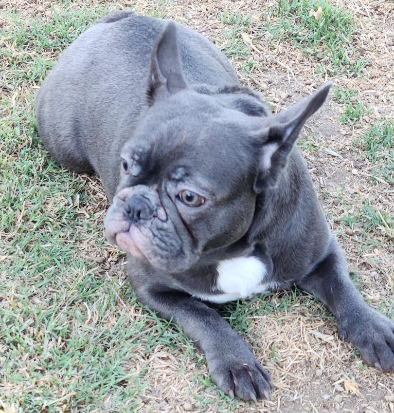 Enlarge Skye, a Adoptable French Bulldog in Woodland Hills, CA image 6/6