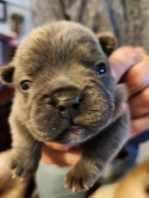 Enlarge Skye, a Adoptable French Bulldog in Woodland Hills, CA image 4/6