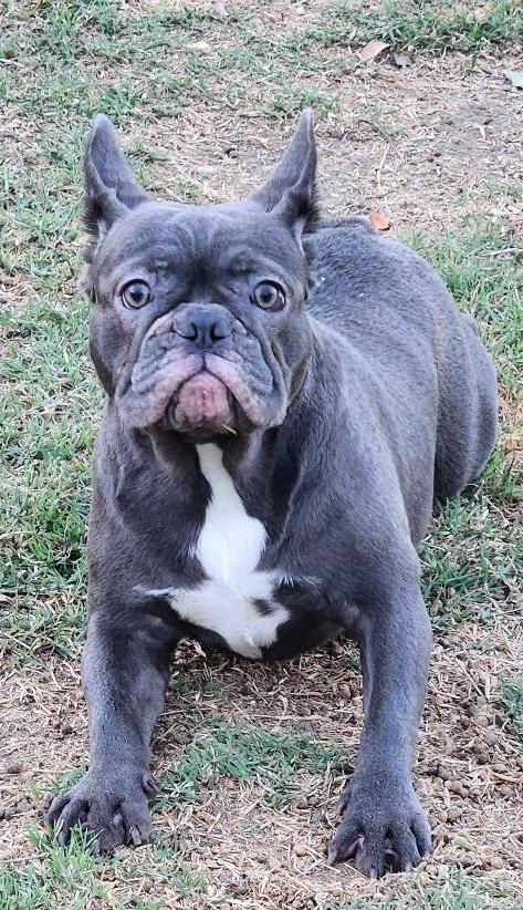 Enlarge Skye, a Adoptable French Bulldog in Woodland Hills, CA image 5/6