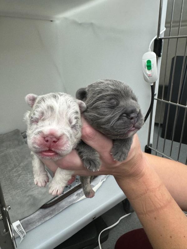 Enlarge Skye, a Adoptable French Bulldog in Woodland Hills, CA image 2/6