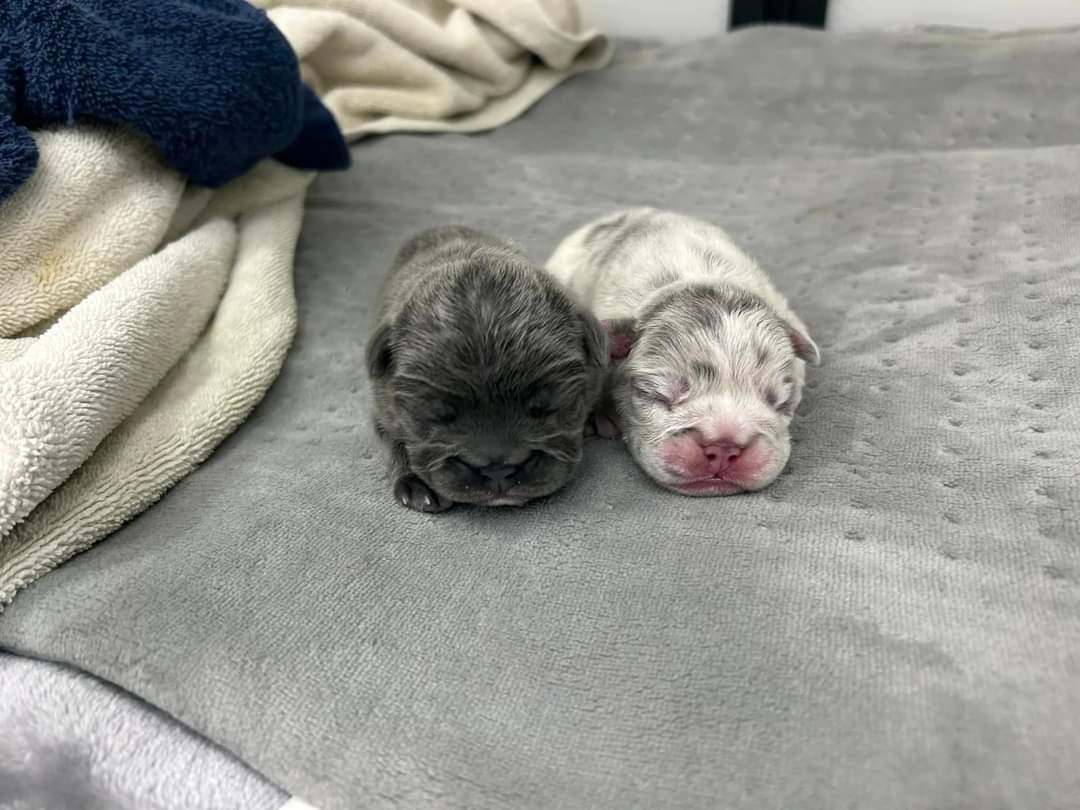 Enlarge Skye, a Adoptable French Bulldog in Woodland Hills, CA image 3/6