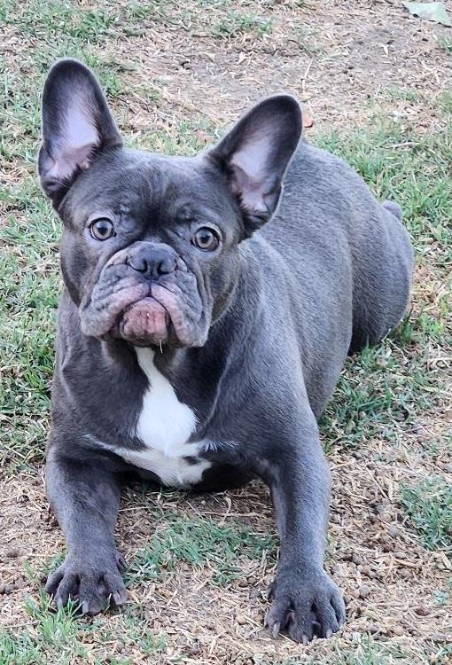 Enlarge Skye, a Adoptable French Bulldog in Woodland Hills, CA image 1/6