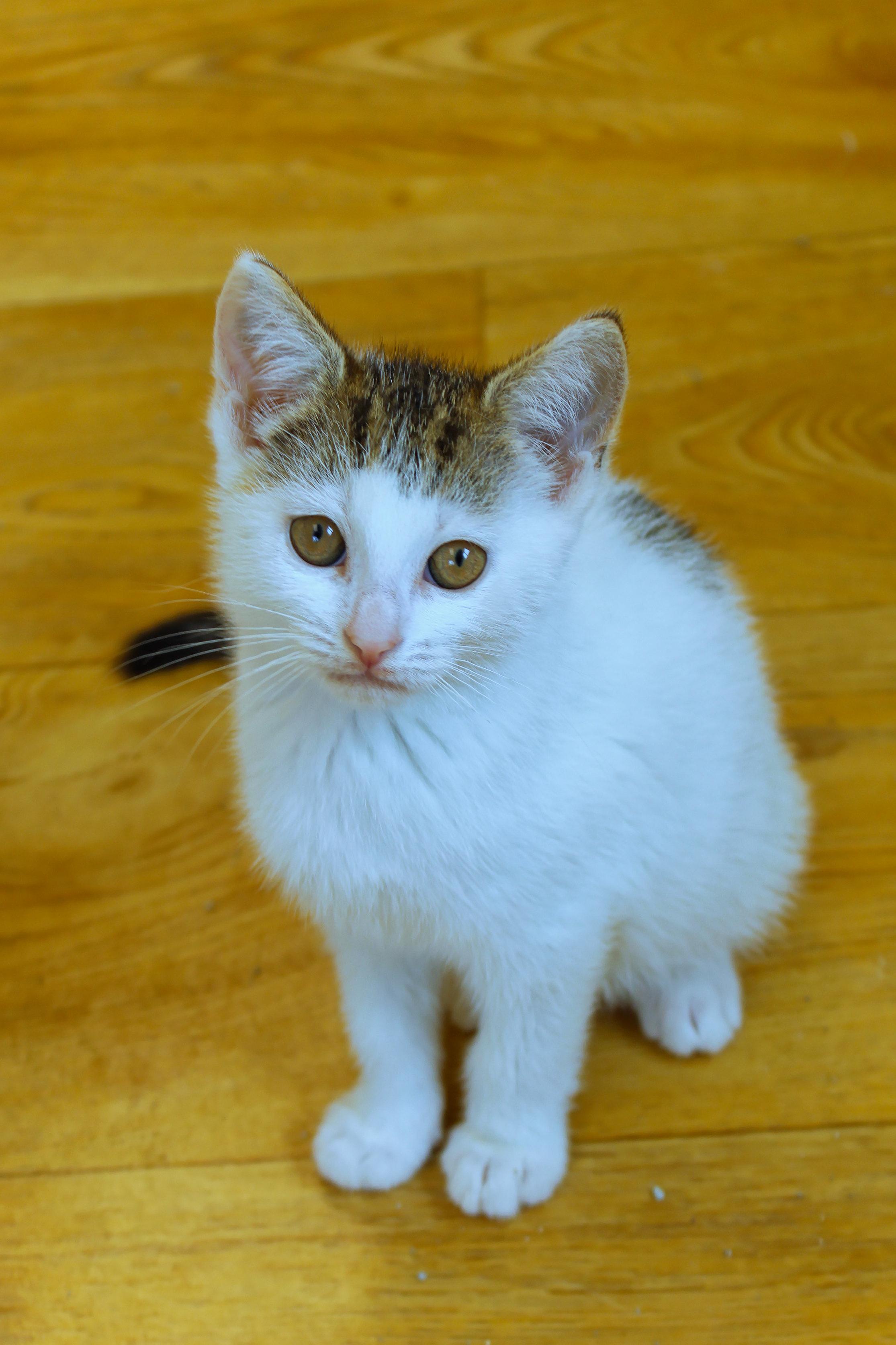 Camilla, an adopted Domestic Short Hair in Urbana, OH image 3/6