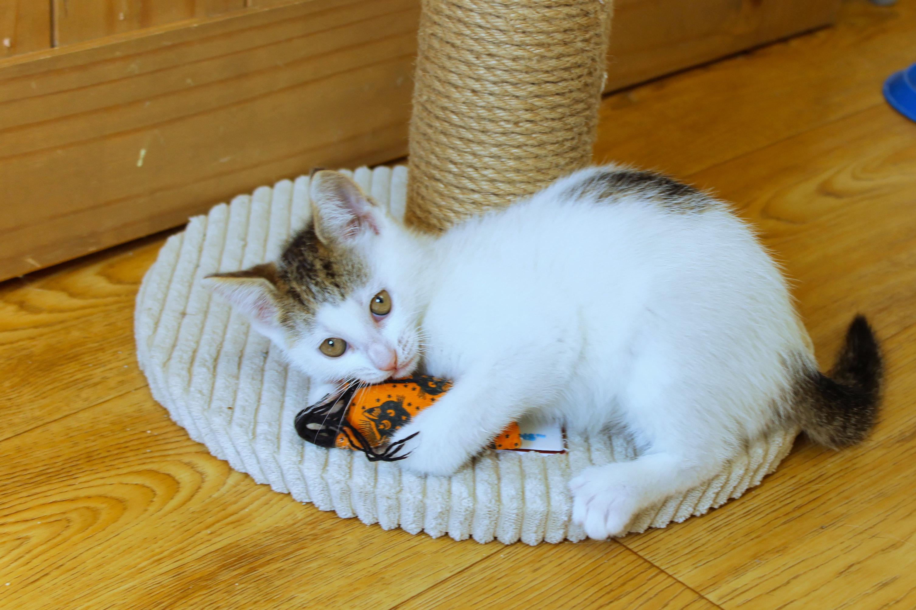 Camilla, an adopted Domestic Short Hair in Urbana, OH image 5/6