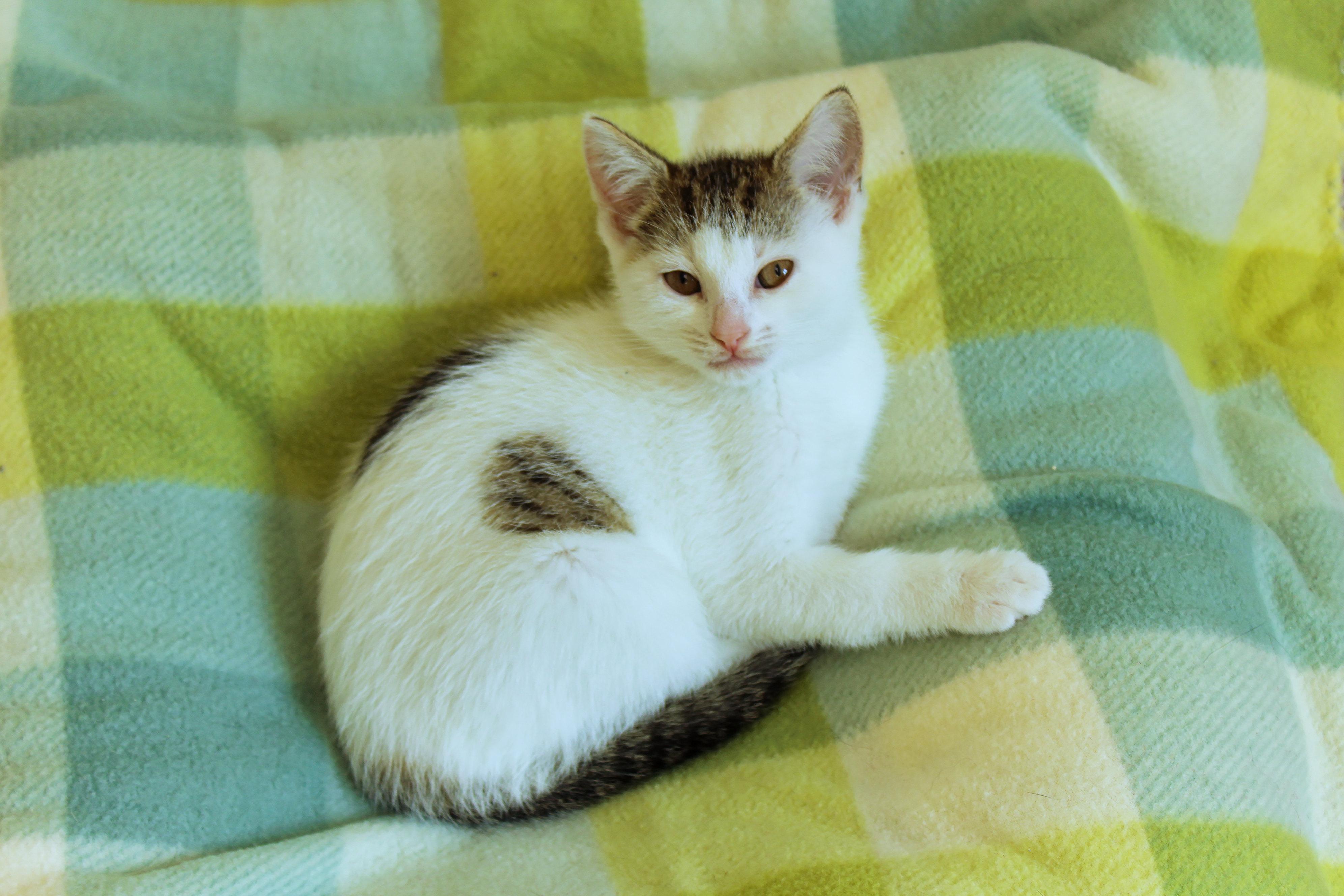 Camilla, an adopted Domestic Short Hair in Urbana, OH image 6/6