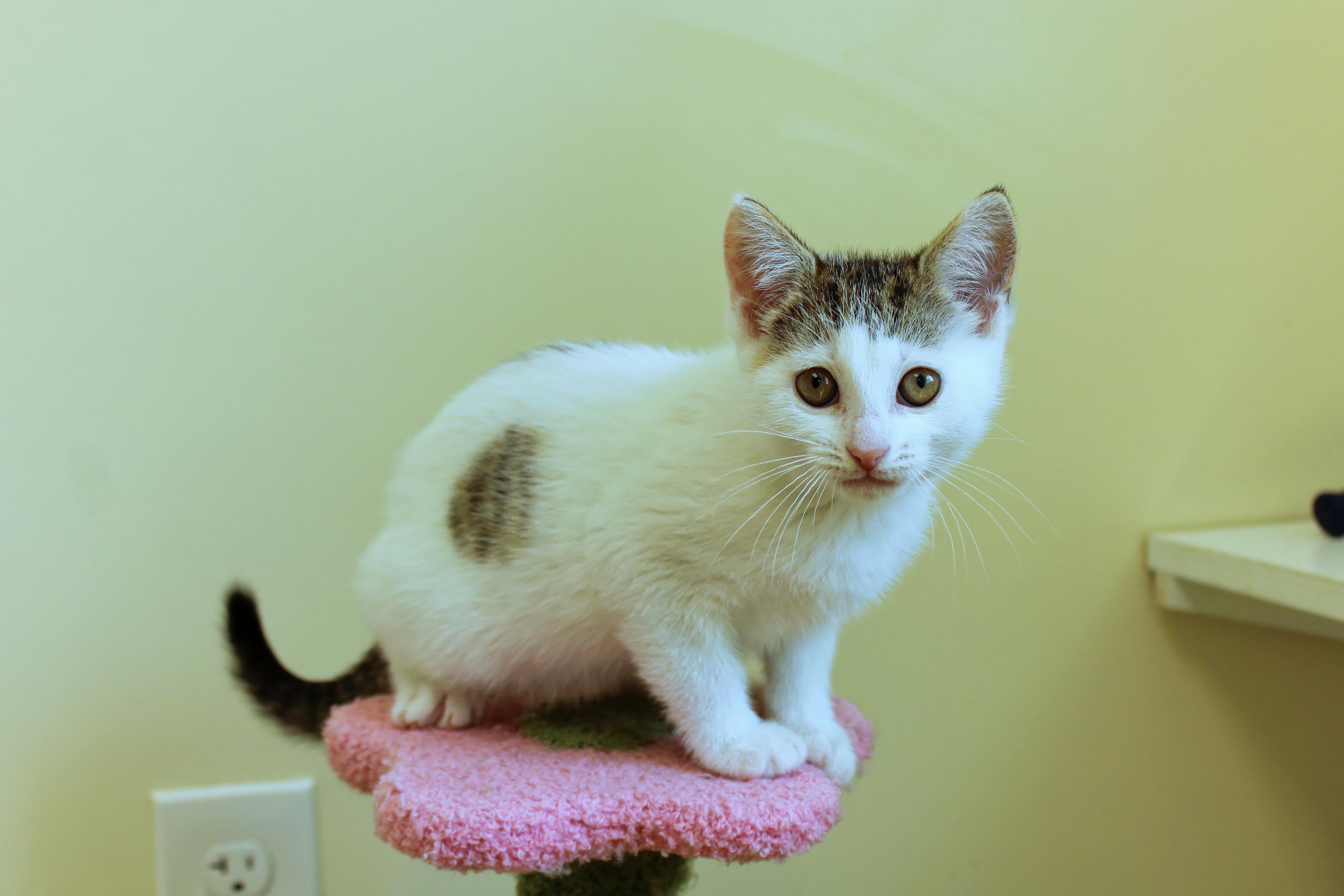 Camilla, adopted, Kitten Female Domestic Short Hair.