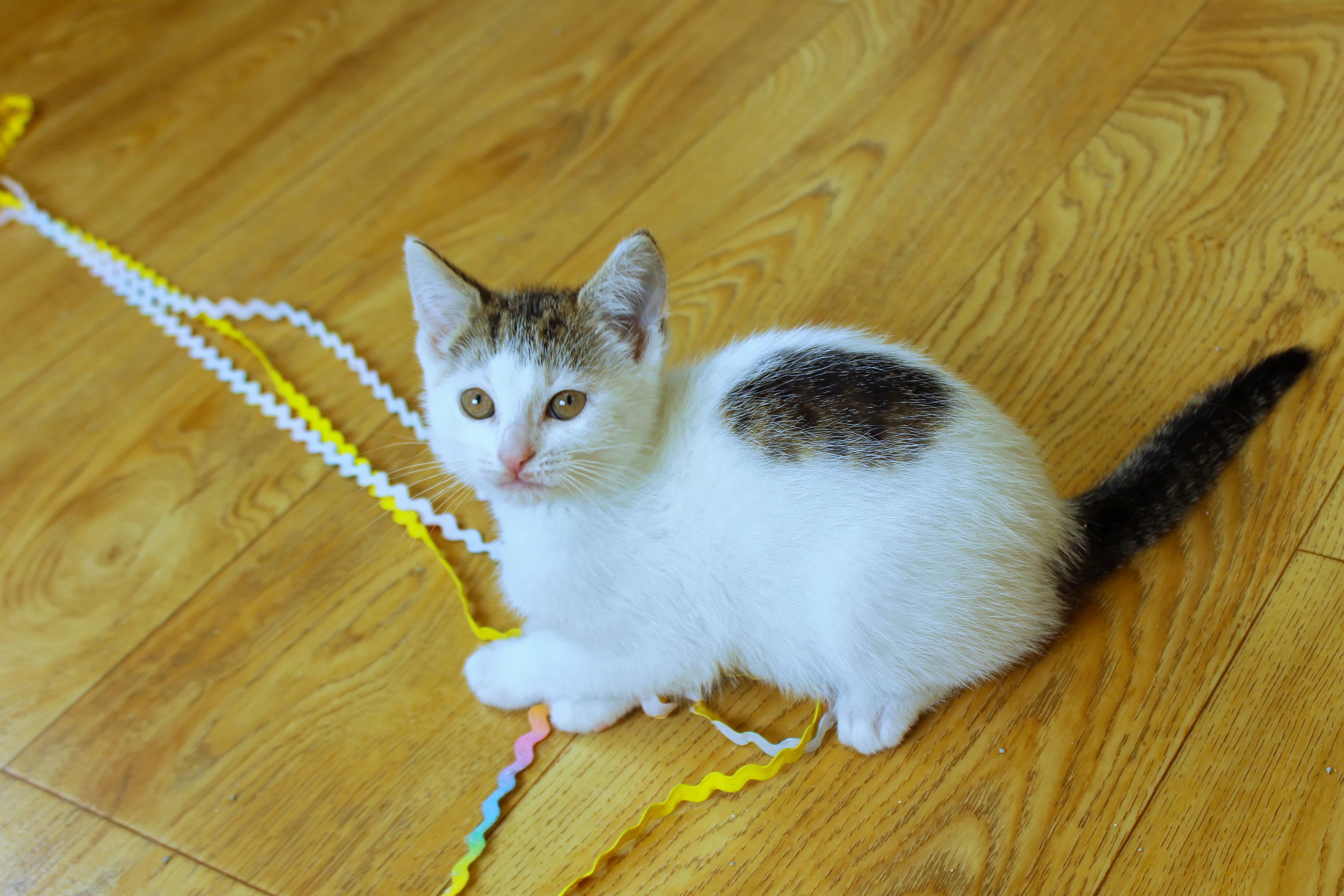Camilla, an adopted Domestic Short Hair in Urbana, OH image 4/6