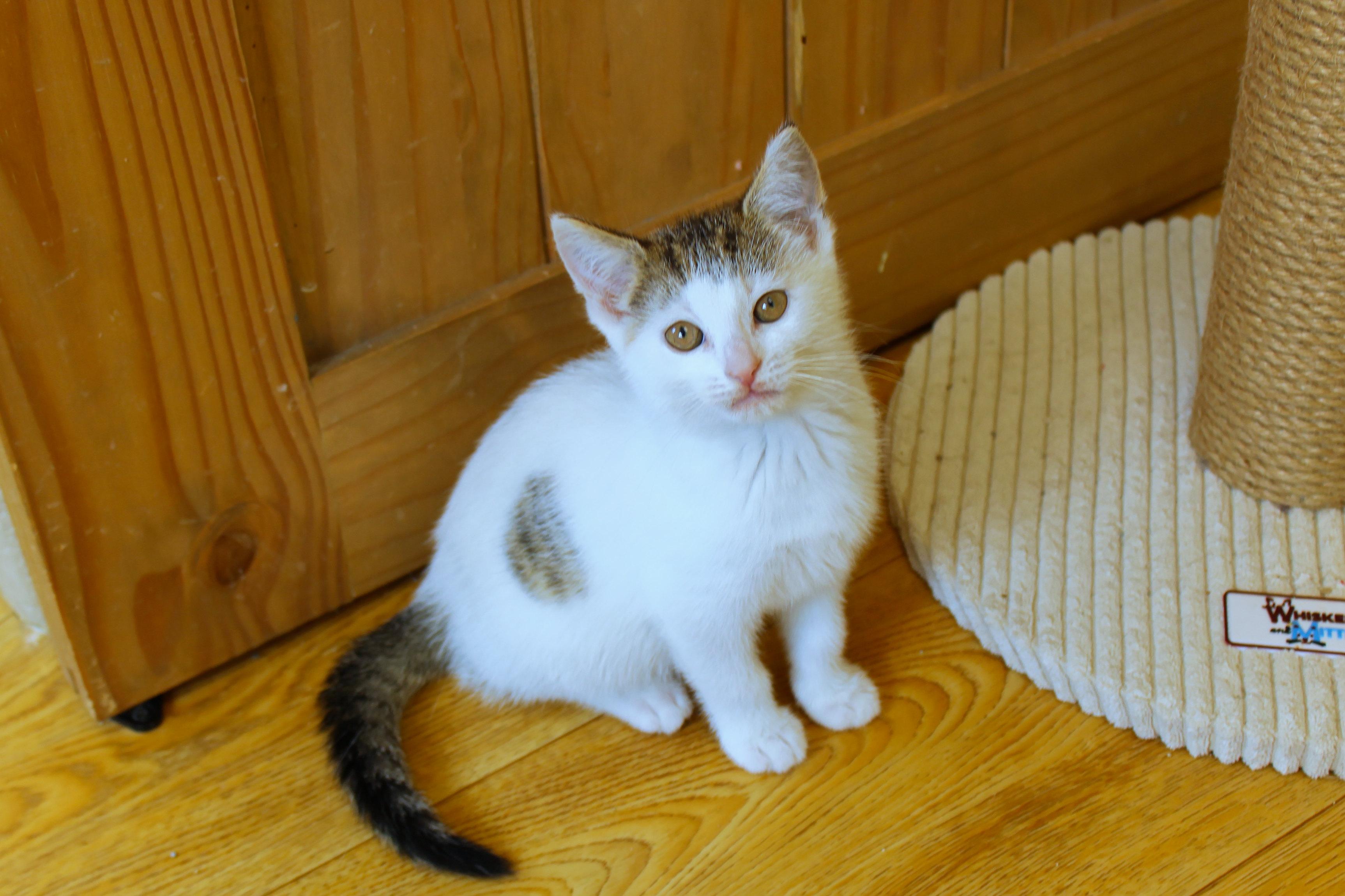 Camilla, an adopted Domestic Short Hair in Urbana, OH image 2/6