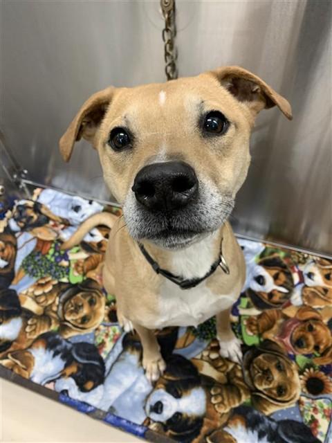 TUCKER, Adoptable, Adult Male American Staffordshire Terrier & Mixed Breed.