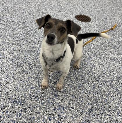 Enlarge Tweety Bird, a Adoptable mixed breed in Gloucester, MA image 1/1