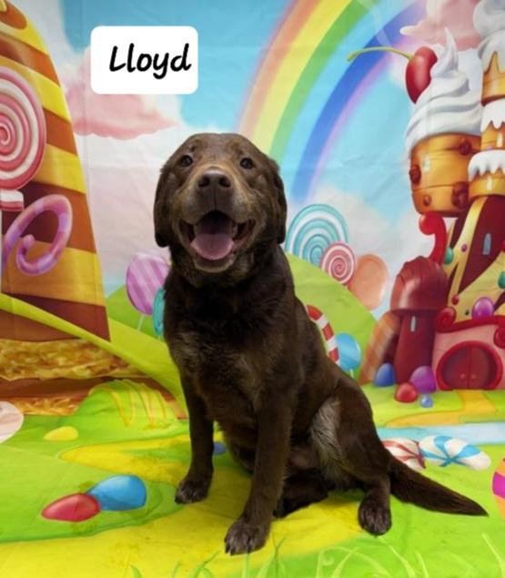 Lloyd, ADOPTABLE, Adult Male Labrador Retriever.