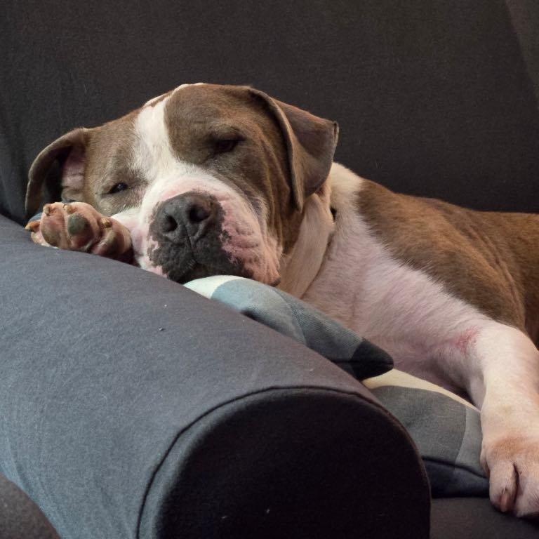 Kimbo, Adoptable, Senior Male American Staffordshire Terrier.