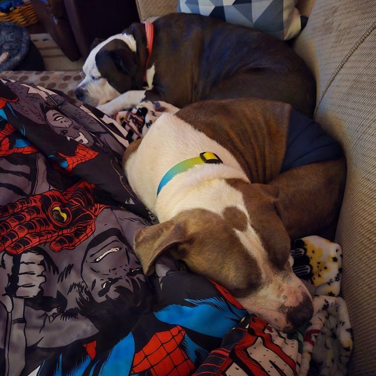 Kimbo, a Adoptable American Staffordshire Terrier in New Cumberland, WV image 2/6