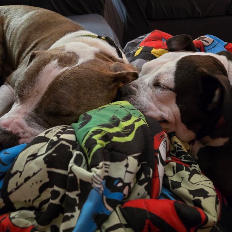 Kimbo, a Adoptable American Staffordshire Terrier in New Cumberland, WV image 3/6