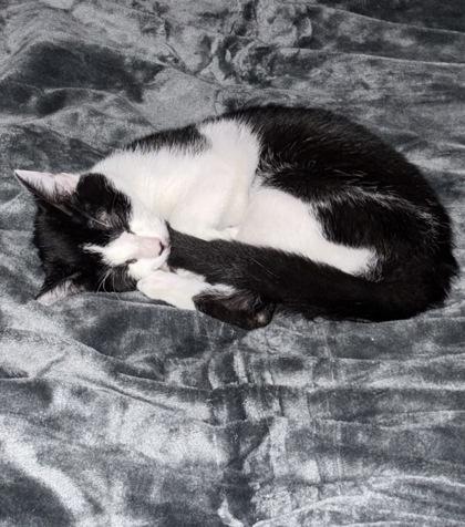 Enlarge Salsa, a Adoptable Domestic Short Hair in Wilkesboro, NC image 1/3