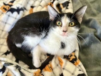 Enlarge Salsa, a Adoptable Domestic Short Hair in Wilkesboro, NC image 2/3