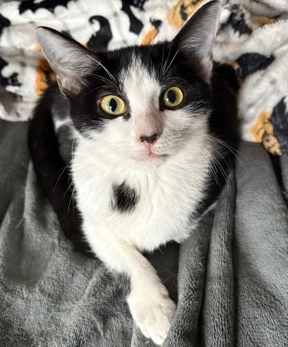 Enlarge Salsa, a Adoptable Domestic Short Hair in Wilkesboro, NC image 2/3