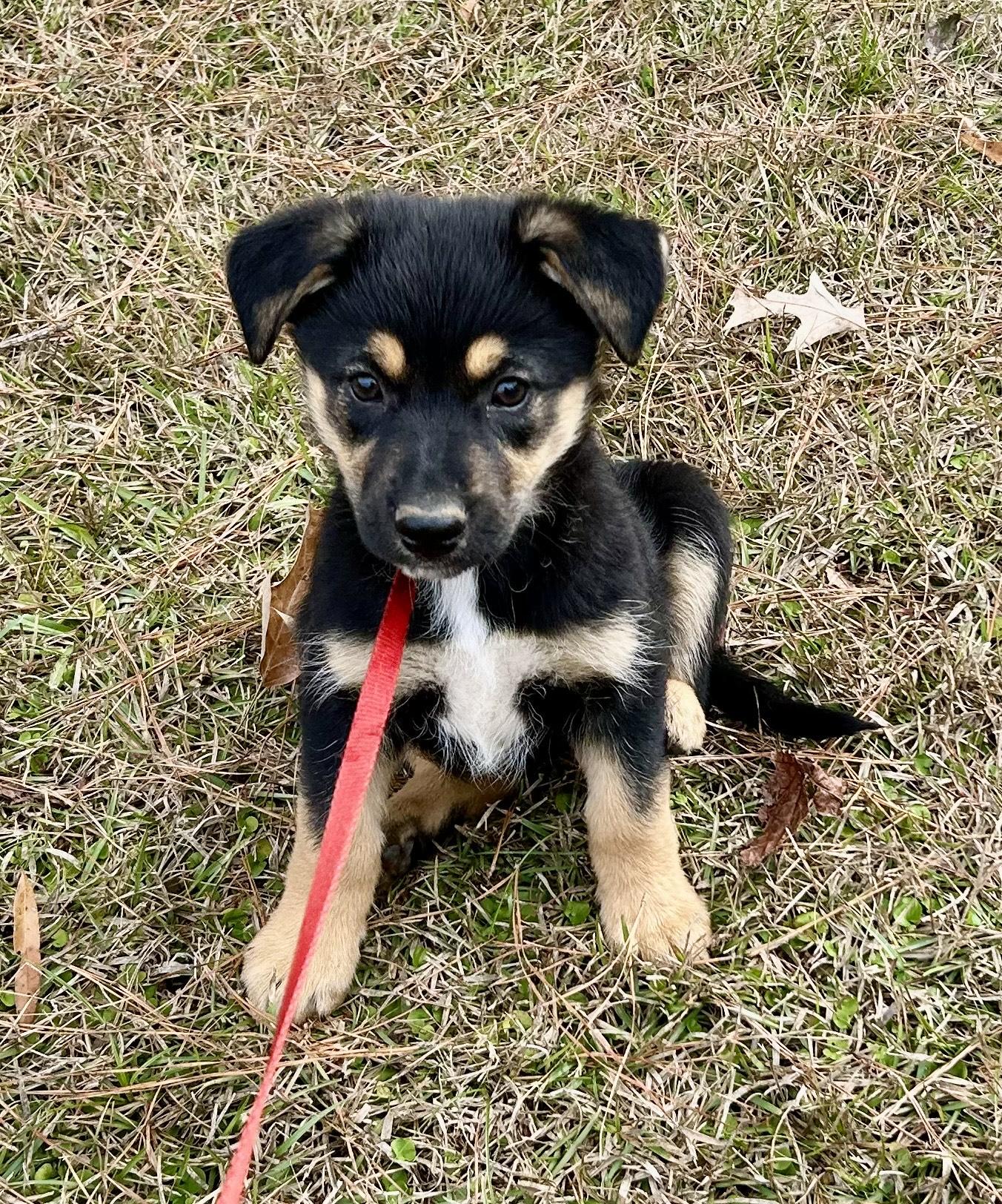 Enlarge Willow, an adopted mixed breed in Allentown, NJ image 1/5