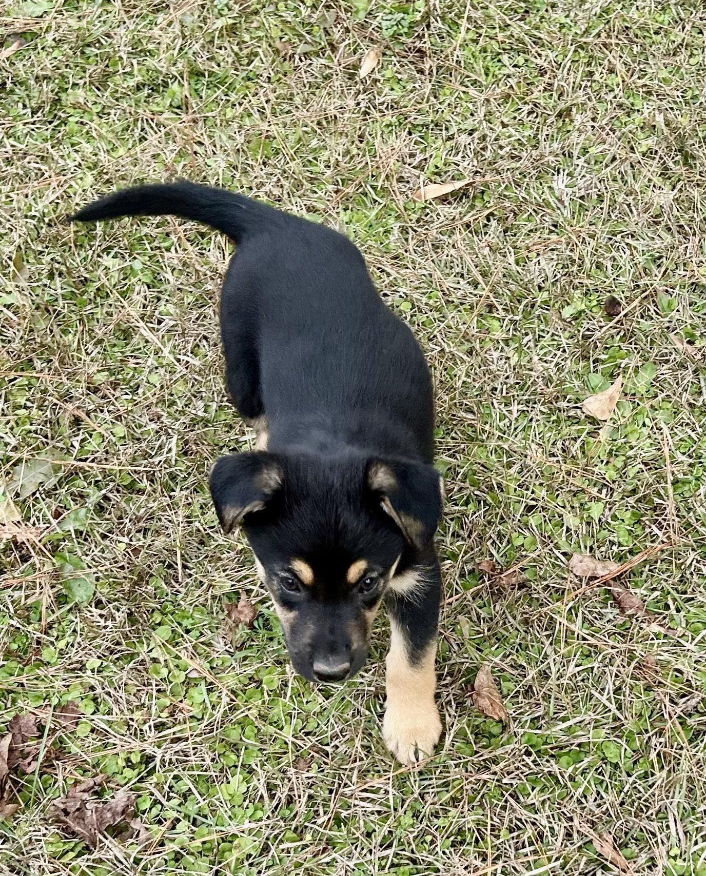 Enlarge Willow, an adopted mixed breed in Allentown, NJ image 2/5