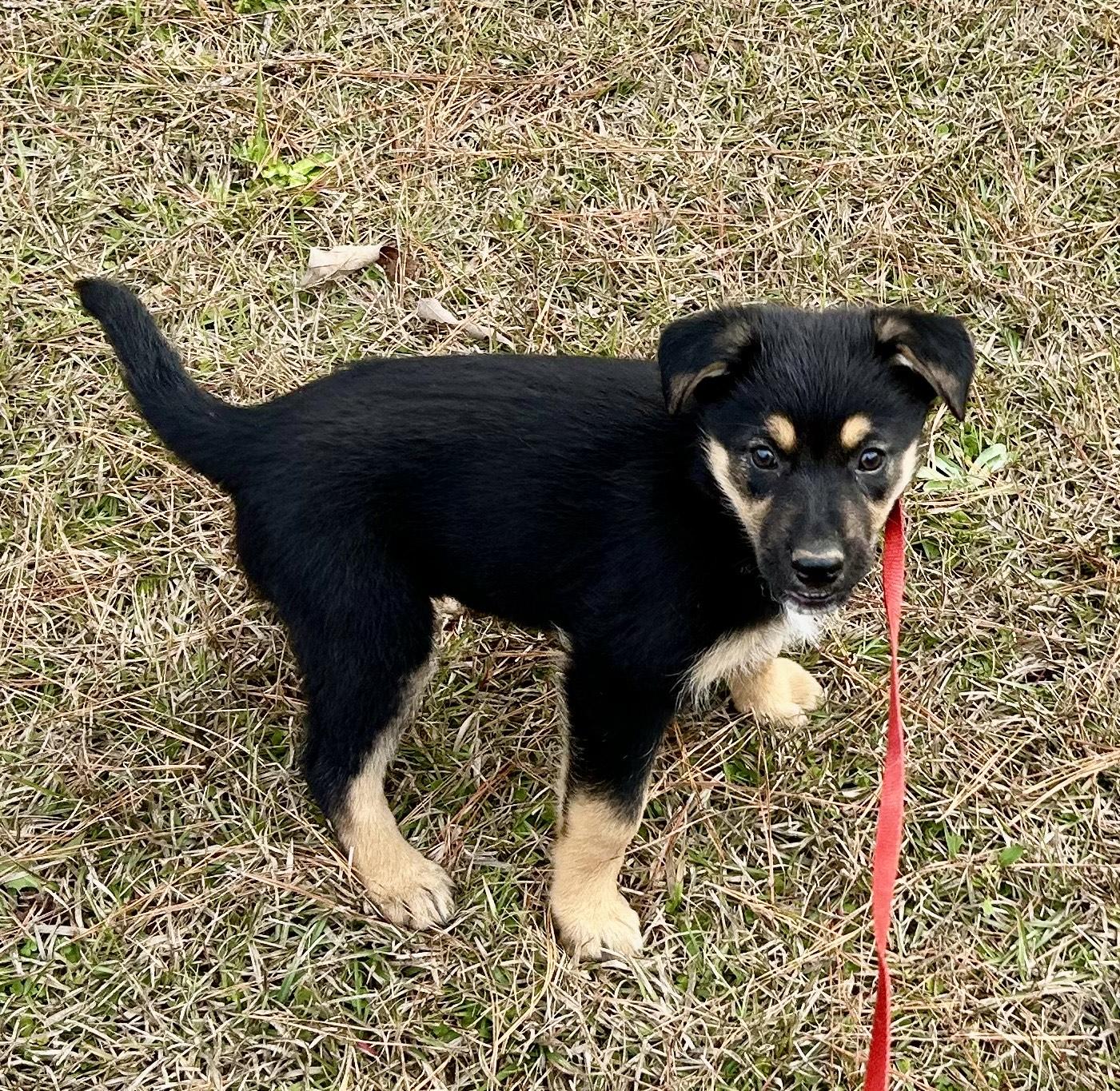 Enlarge Willow, an adopted mixed breed in Allentown, NJ image 4/5