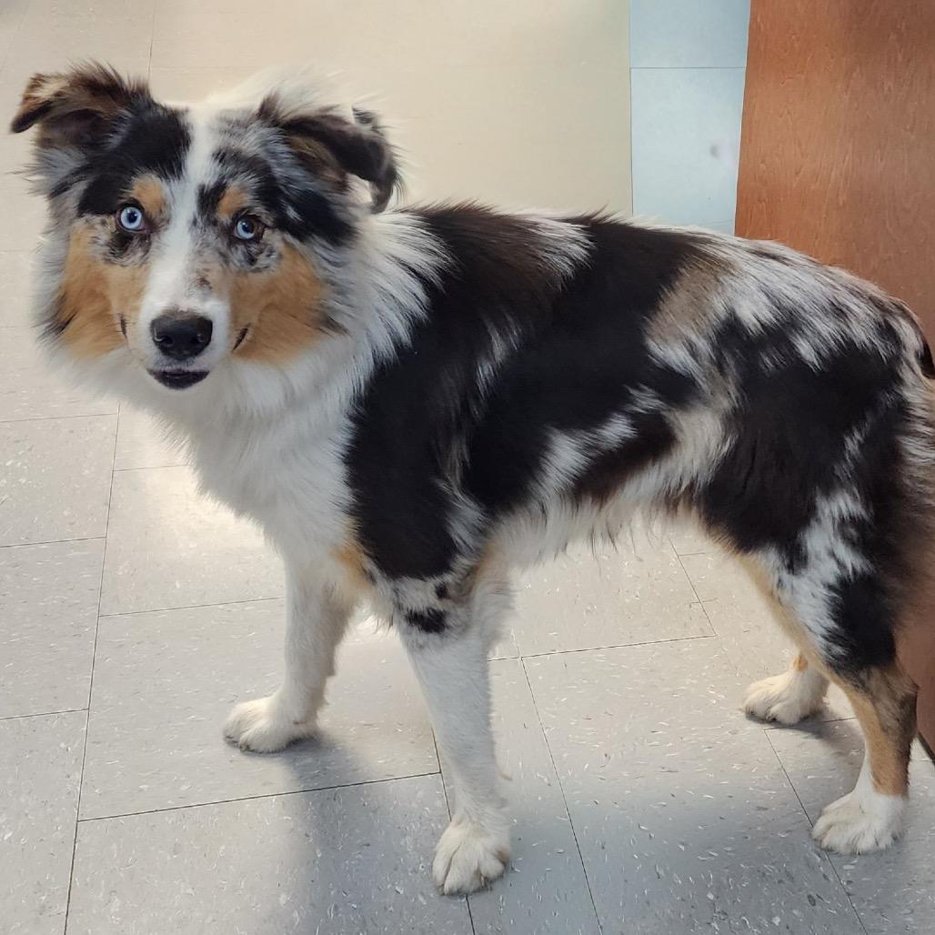 Jack, Adoptable, Young Male Australian Shepherd.