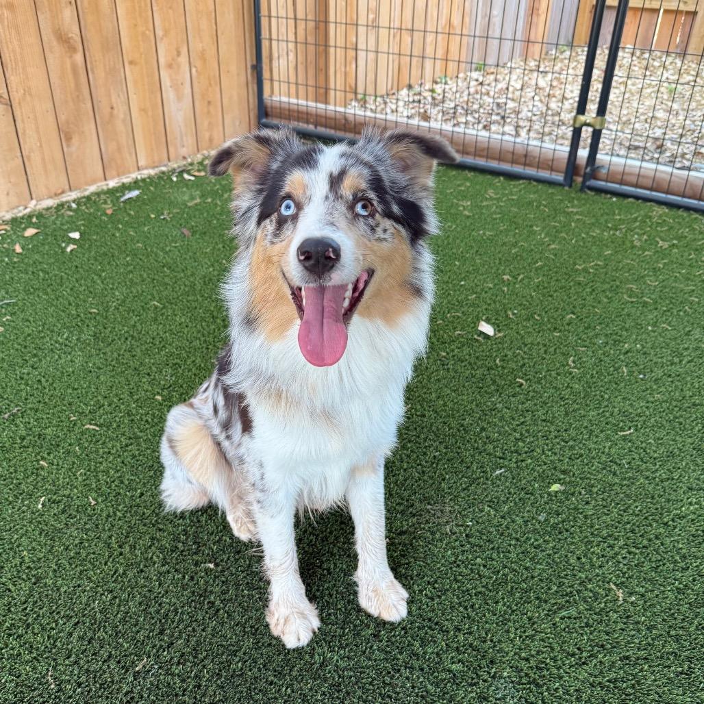 Enlarge Jack, a Adoptable Australian Shepherd in Cedar Park, TX image 2/2