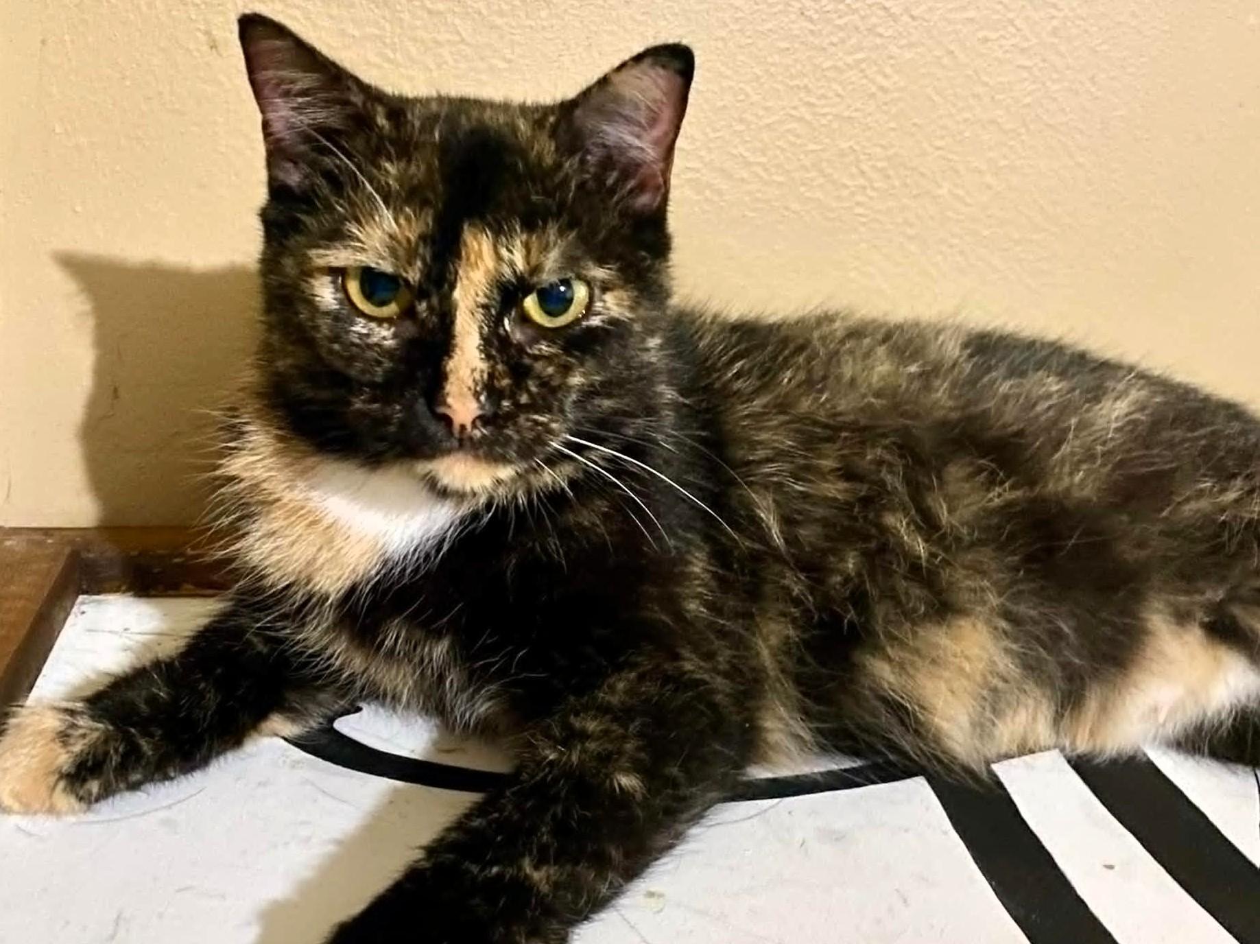 Enlarge Cleopatra, a Adoptable Domestic Short Hair in Frederick, MD image 1/3