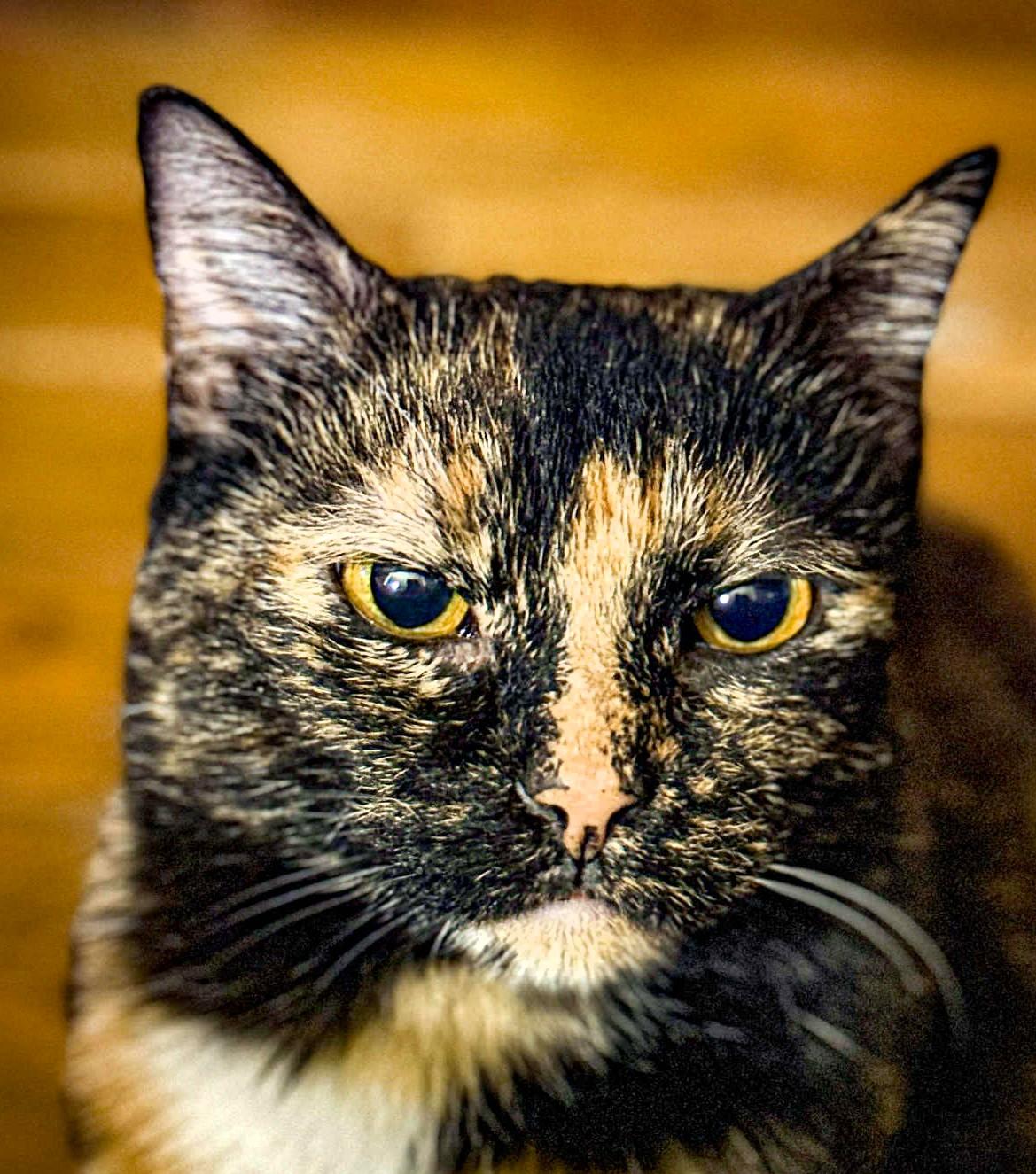 Cleopatra