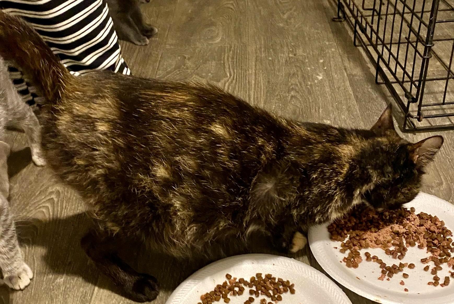 Enlarge Cleopatra, a Adoptable Domestic Short Hair in Frederick, MD image 3/3