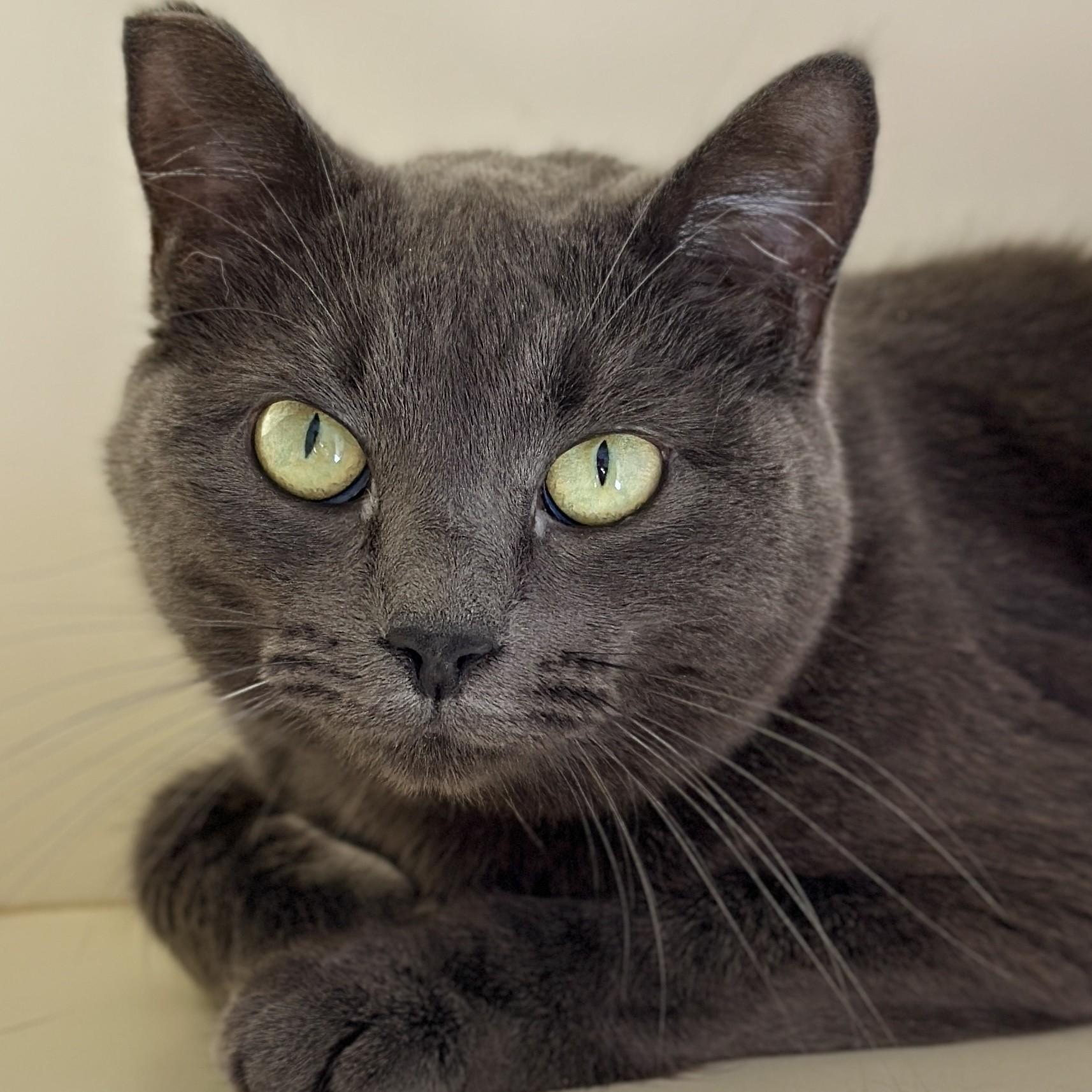 Enlarge Hope, a ADOPTABLE Domestic Short Hair in Victor, NY image 2/5
