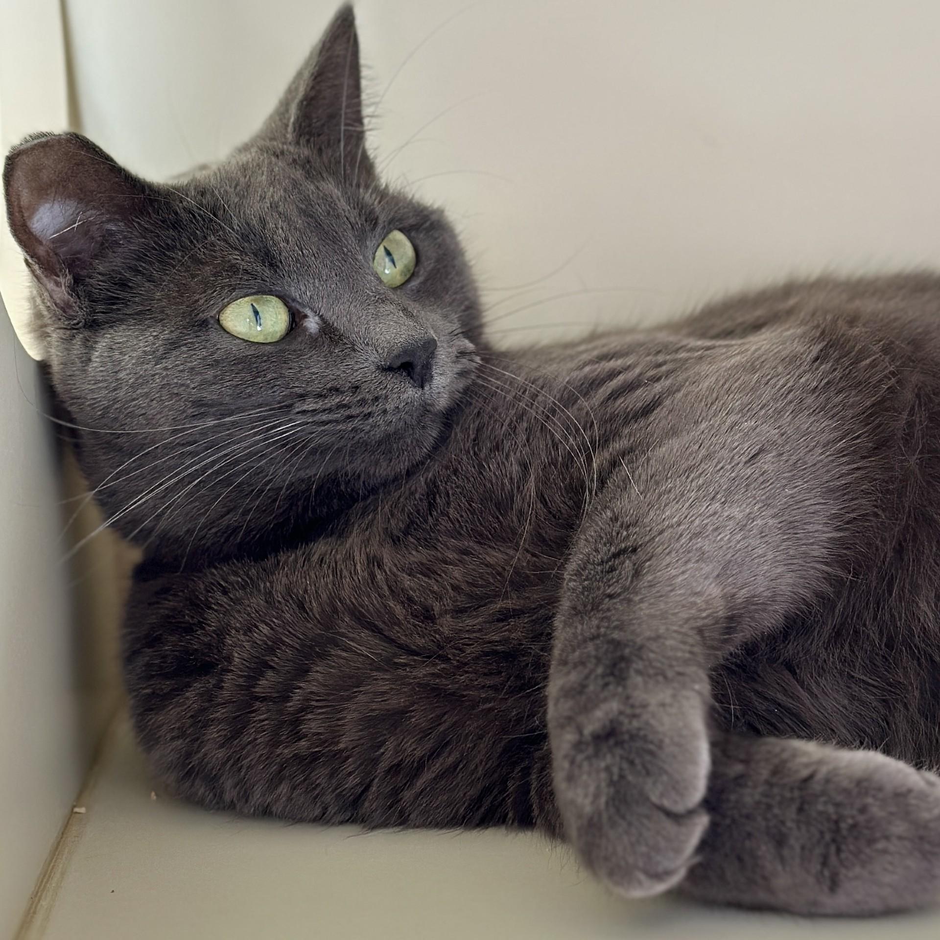 Enlarge Hope, a ADOPTABLE Domestic Short Hair in Victor, NY image 1/5