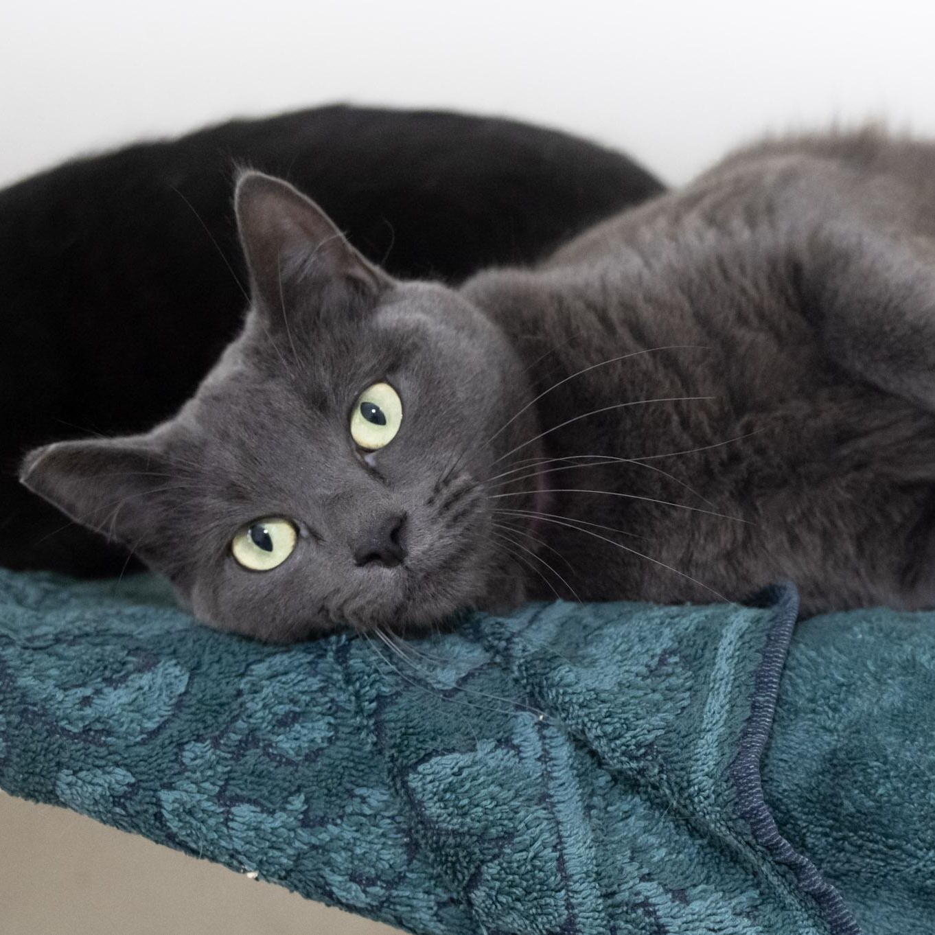 Enlarge Hope, a ADOPTABLE Domestic Short Hair in Victor, NY image 3/5