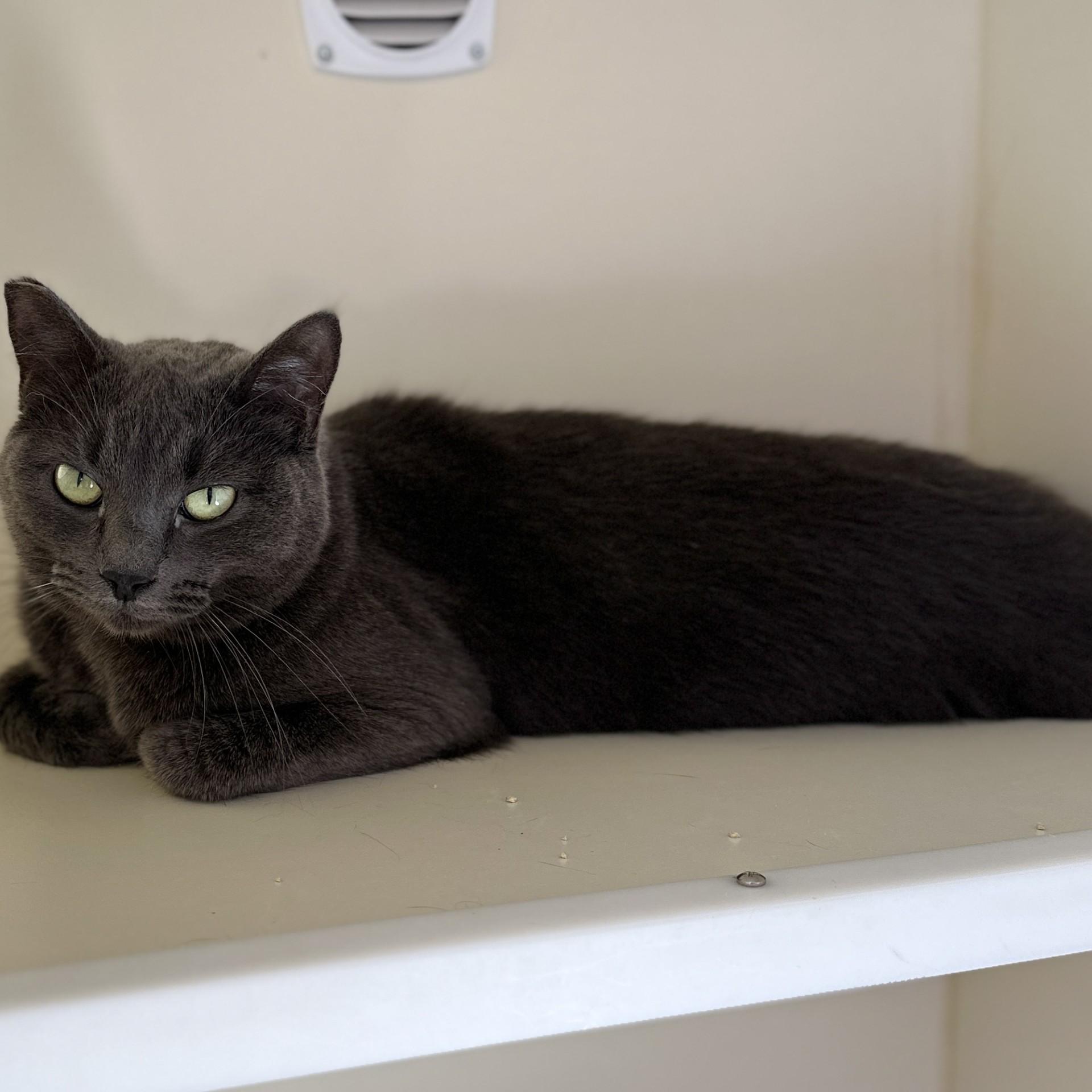 Enlarge Hope, a ADOPTABLE Domestic Short Hair in Victor, NY image 5/5