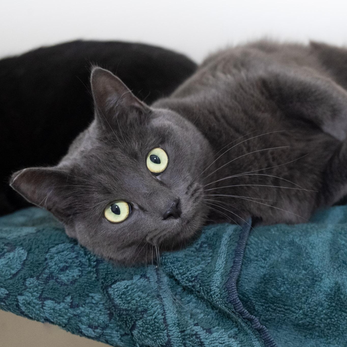 Enlarge Hope, a ADOPTABLE Domestic Short Hair in Victor, NY image 4/5