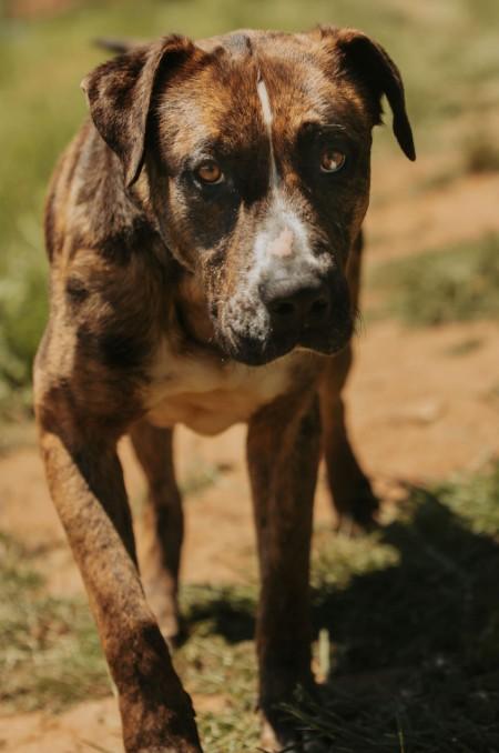 Boone, a ADOPTABLE Catahoula Leopard Dog in Salem, OR image 3/3