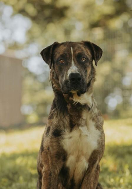 Boone, a ADOPTABLE Catahoula Leopard Dog in Salem, OR image 1/3
