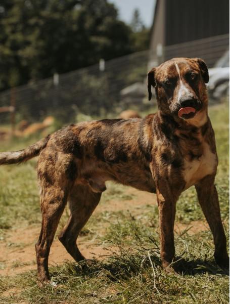 Boone, a ADOPTABLE Catahoula Leopard Dog in Salem, OR image 2/3