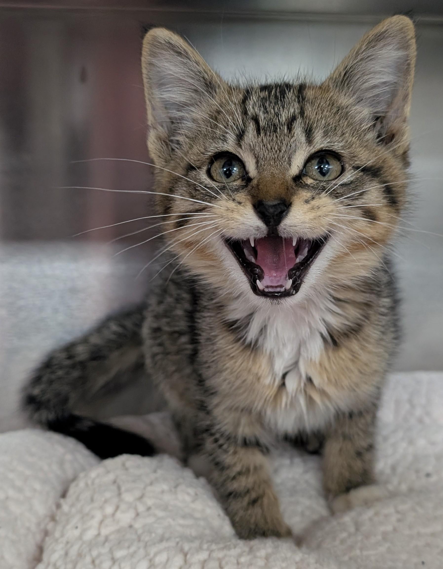 Enlarge Mortimer, a Adoptable Domestic Short Hair in New Ulm, MN image 2/2