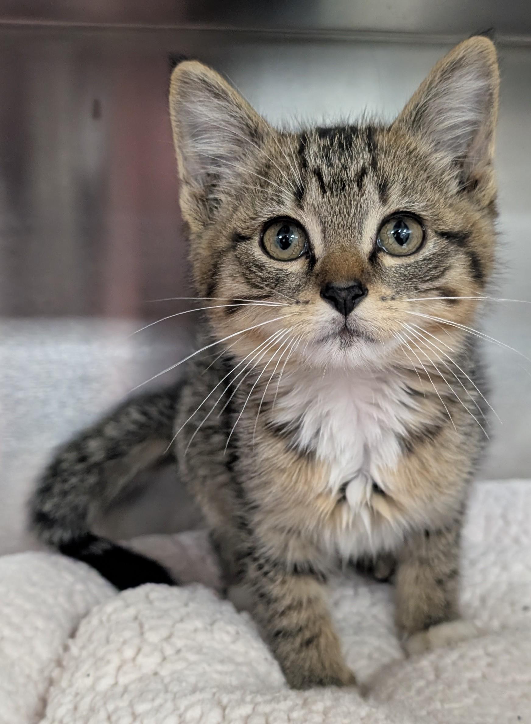 Enlarge Mortimer, a Adoptable Domestic Short Hair in New Ulm, MN image 1/2