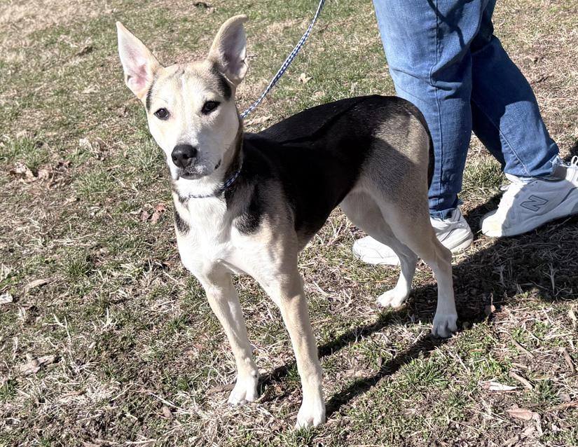 Bagel, ADOPTABLE, Adult Female German Shepherd Dog.