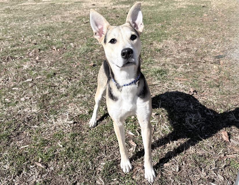 Enlarge Bagel, a ADOPTABLE mixed breed in Columbus, IN image 2/2