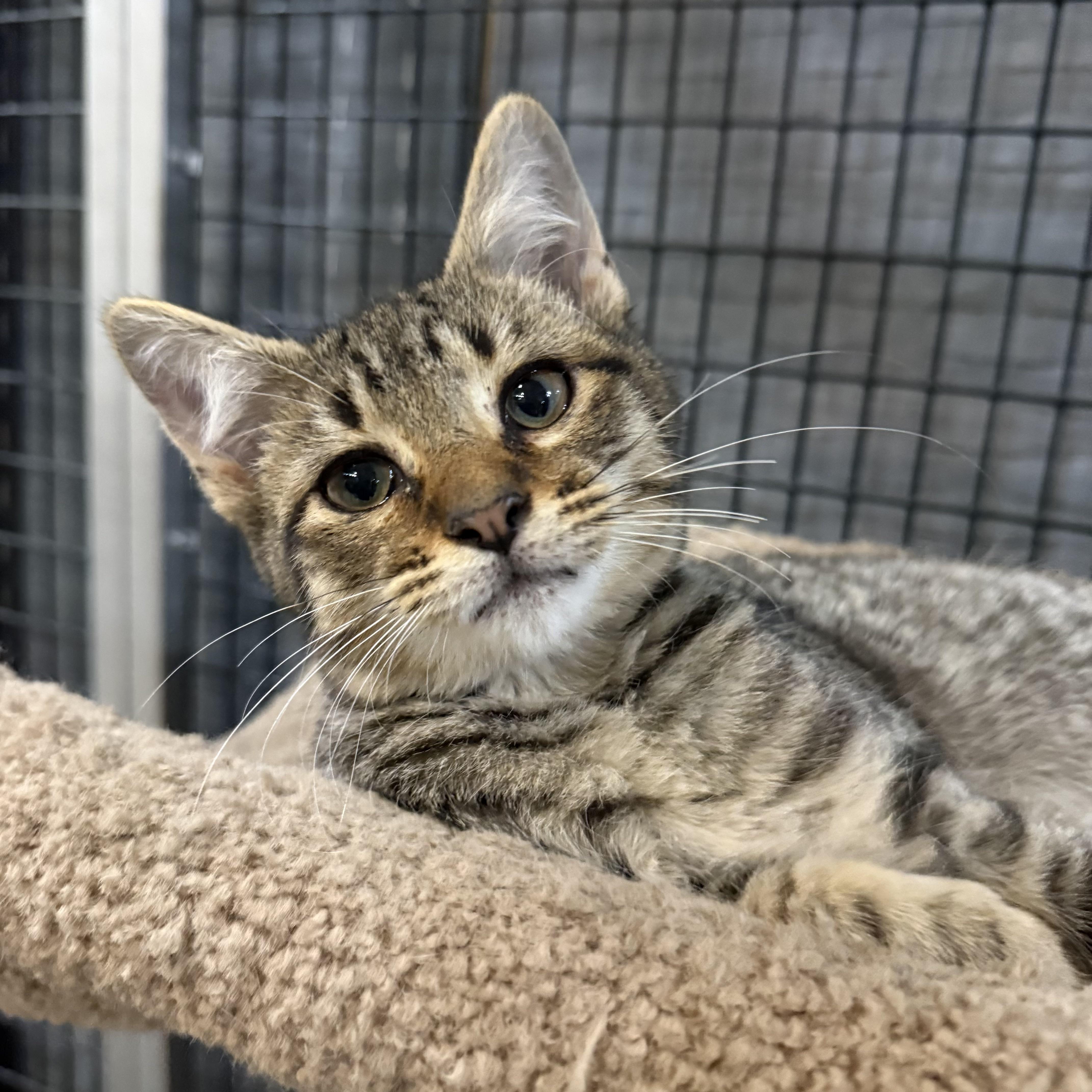 Enlarge Armani, an adopted Domestic Short Hair in Plymouth, MA image 1/3