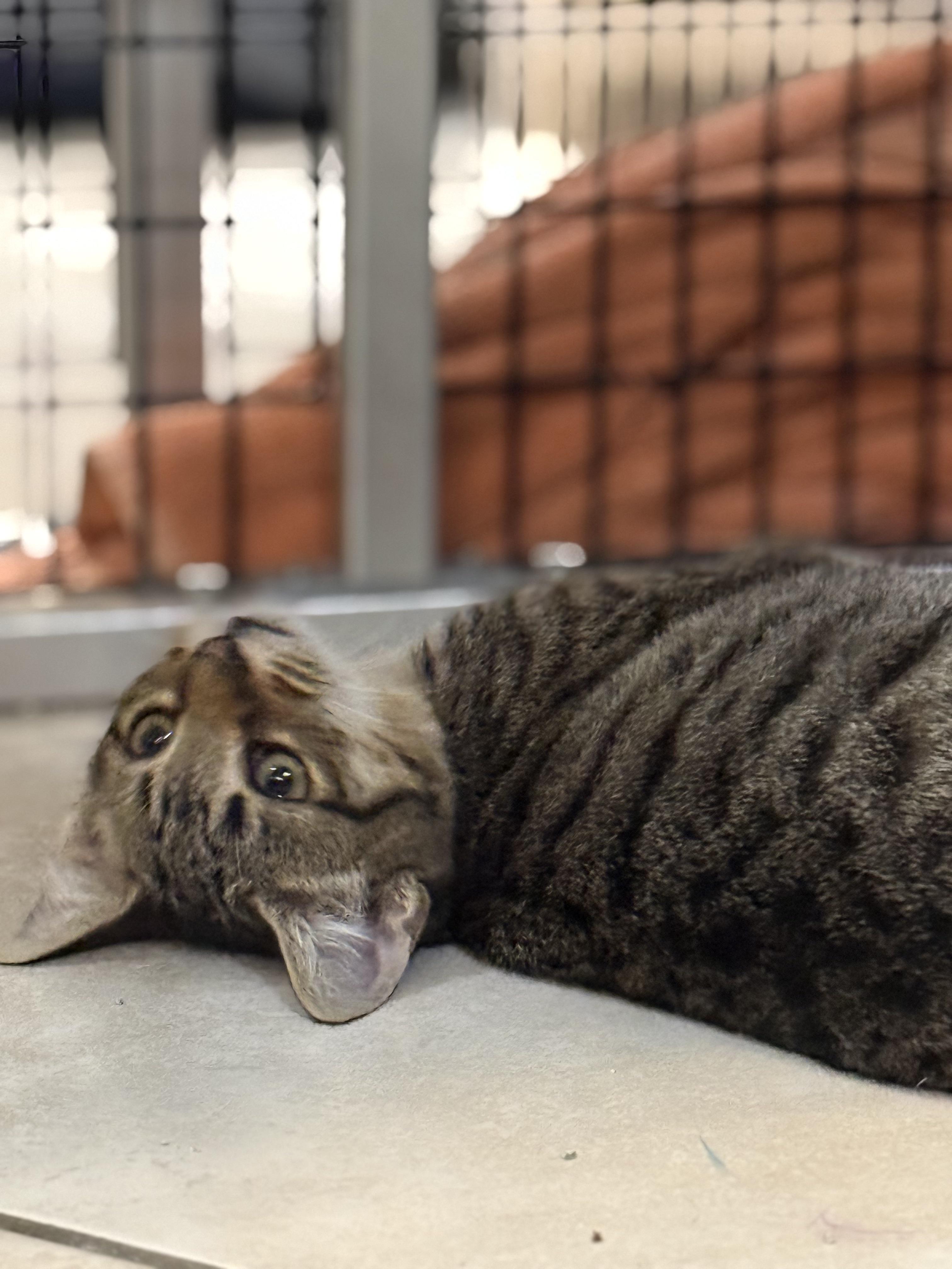 Enlarge Armani, an adopted Domestic Short Hair in Plymouth, MA image 3/3