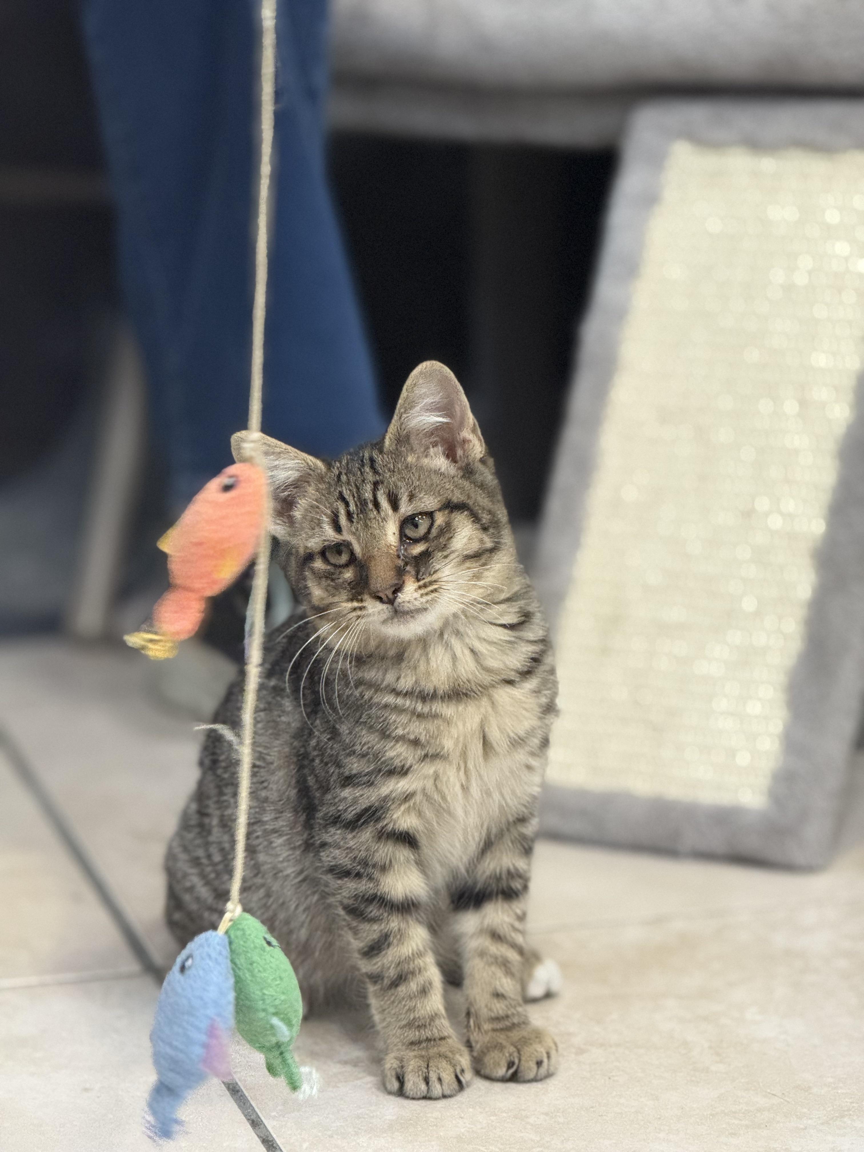 Enlarge Armani, an adopted Domestic Short Hair in Plymouth, MA image 2/3