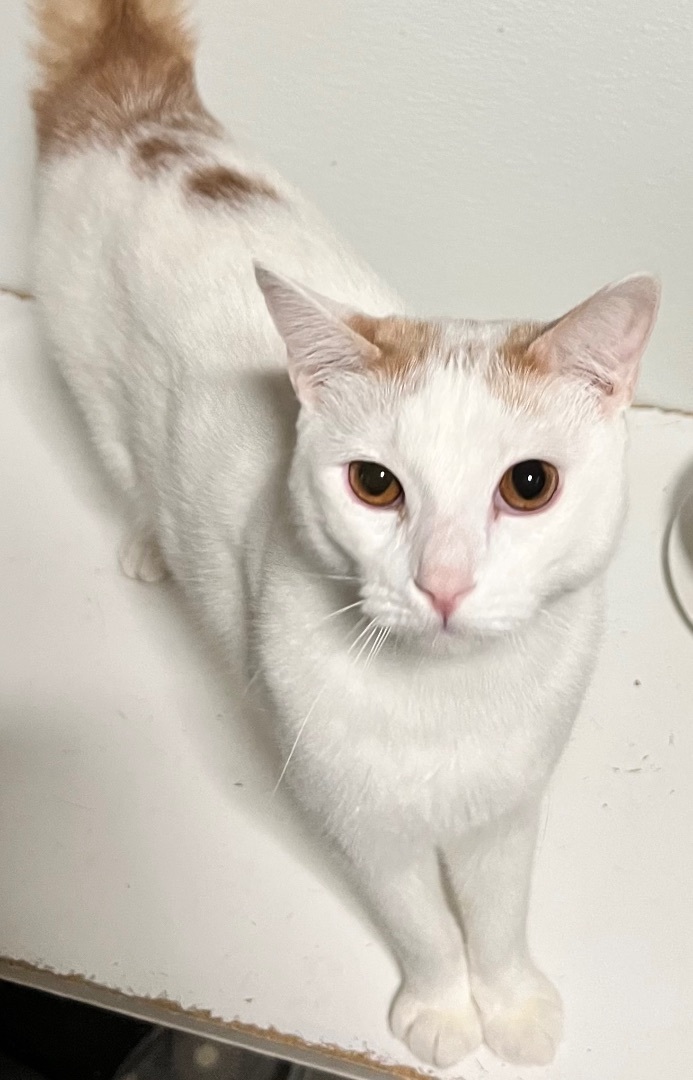 Dorris&Dorrito, Adoptable, Young Female Oriental Short Hair.