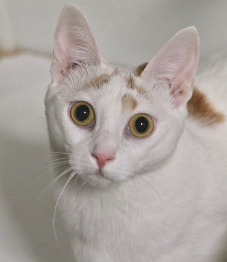 Dorris&dorrito thumbnail 2