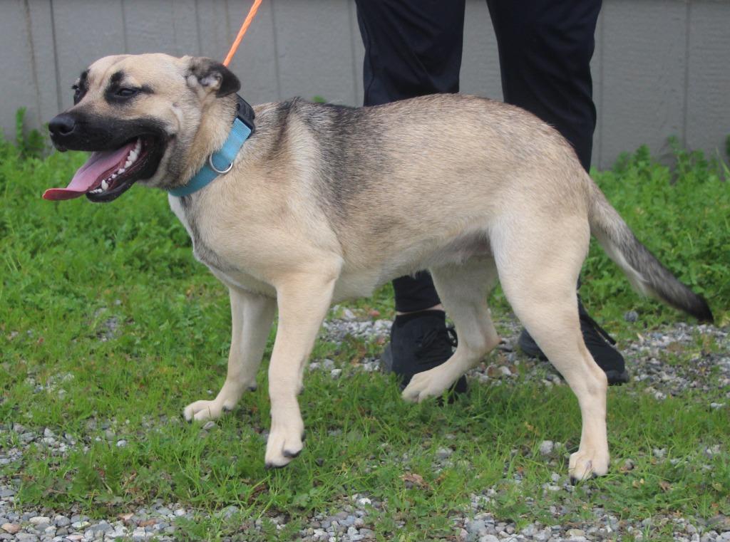 Maple, Adoptable, Young Female Shepherd & Mixed Breed.