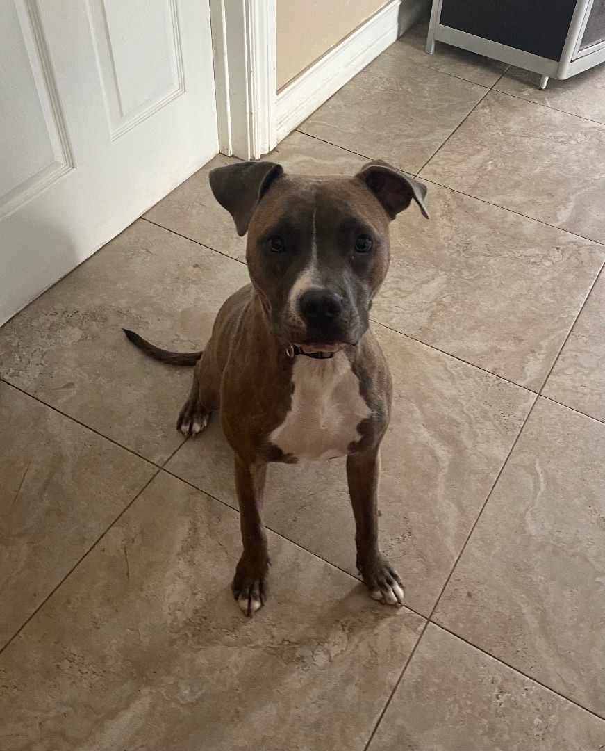 Enlarge Lollipop, a Adoptable Mixed Breed in Lake Worth, FL image 1/6