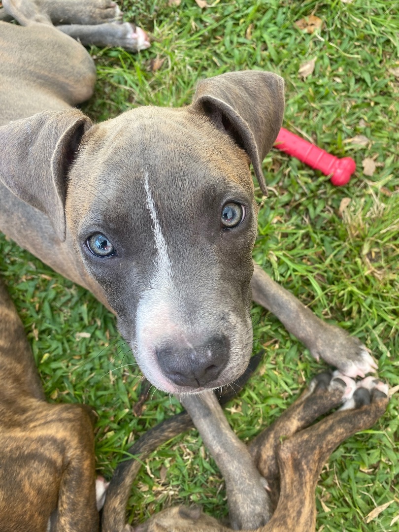 Enlarge Lollipop, a Adoptable Mixed Breed in Lake Worth, FL image 2/6