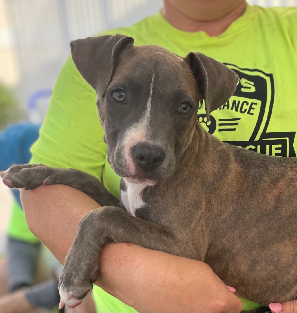 Enlarge Lollipop, a Adoptable Mixed Breed in Lake Worth, FL image 3/6